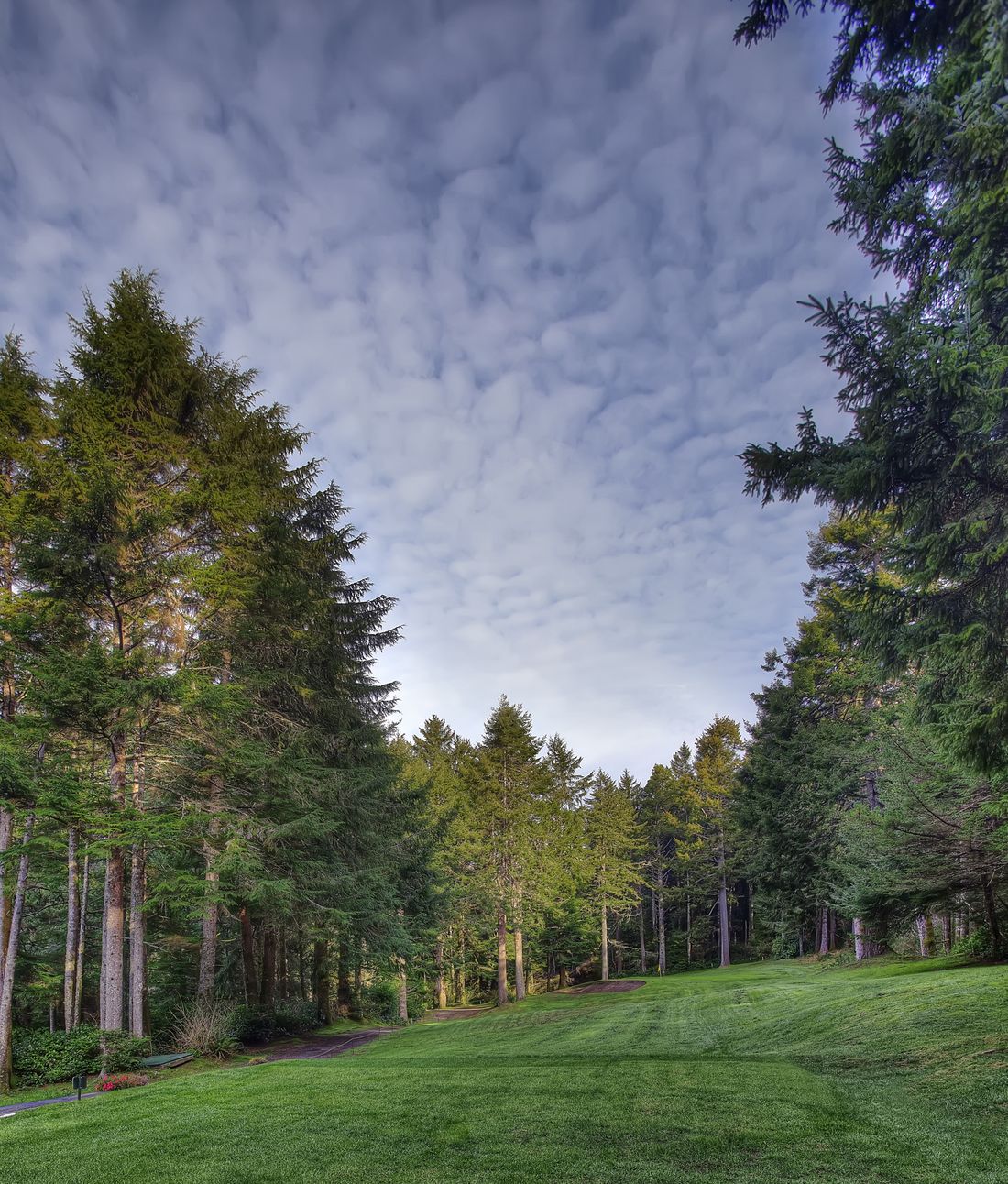 Looking up through tall evergreens along the eighth fairway at Agate Beach Golf Course